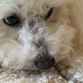 萌え〜な月愛ちゃん動画の画像