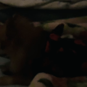 気管虚脱…の画像