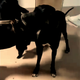 Anipro All Blacksの画像