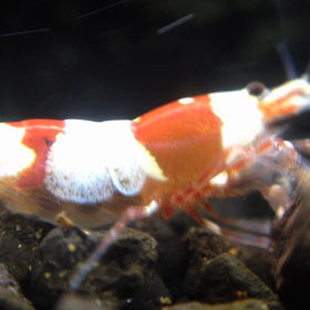 うぇびさんアップ動画の画像