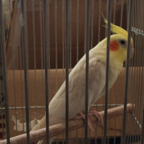 チョコちゃんおこ！の画像