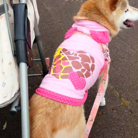 恐怖に震えるシニア犬の画像