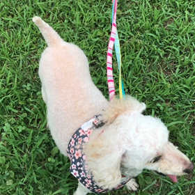 尻尾が短かわいいの画像