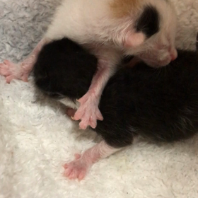 ミルクボランティア様募集中！の画像