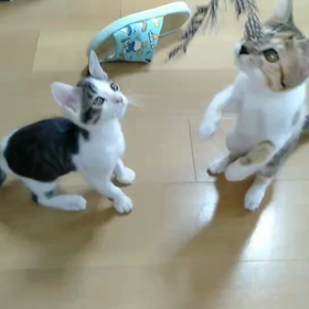 里親様募集中！子猫ちゃんの画像