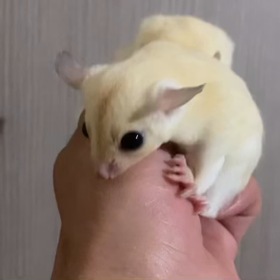 4/26脱嚢　リューシスティック (フクロモモンガ)の画像