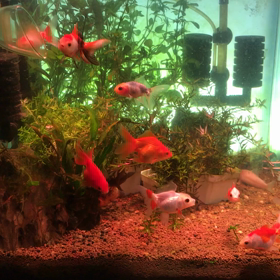 おそようございます、2020/04/09。の画像