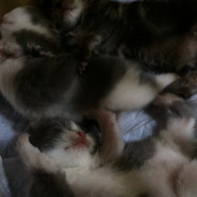 可愛い過ぎるよの画像