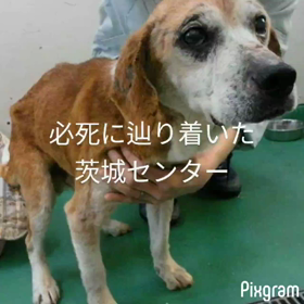 里親募集ですの画像