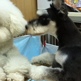 プープー出してみた。の画像