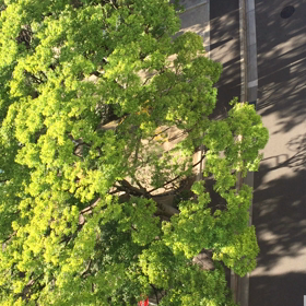 合唱‼️   (^O^)の画像