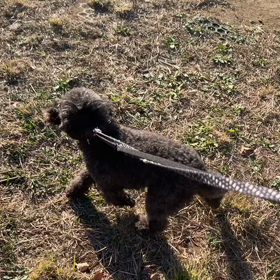 11月21日10わんこと2時間30分遠足　　代々木公園表参道の画像