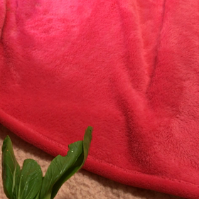 チャンチャンとチャンリの生活8日目の画像