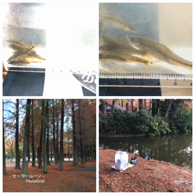 朝活、釣りの画像