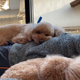 主人のお腹の上での画像