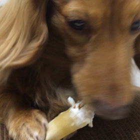 マッタリな愛犬！！の画像