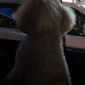 パパお迎えの画像