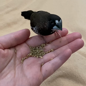 平和に生きたいの画像