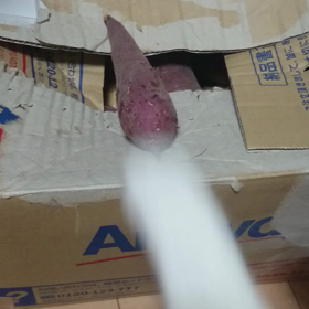 さつまいもとネコさんの画像