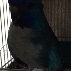 夜よりもの画像