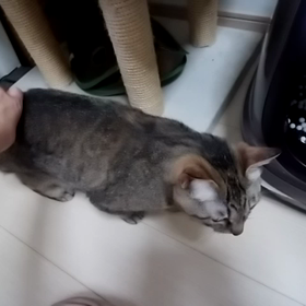 ビッグサイトの画像