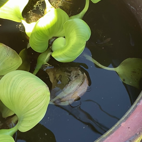 無知は誤解を招くの画像