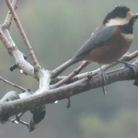 すぎぴたんの事件簿シーズン3　121話（ヤマガラとシジュウカラの関係）の画像