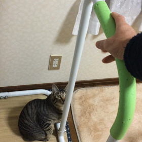 ぶら下がるニャーの画像