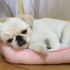 おうちにおかえりの画像