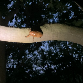 人生初めて見た物の画像