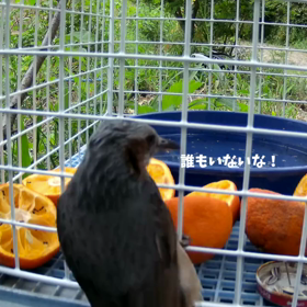 すぎぴたんの事件簿シーズン２　１３話の画像