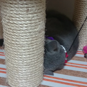 いきなりMAXの画像