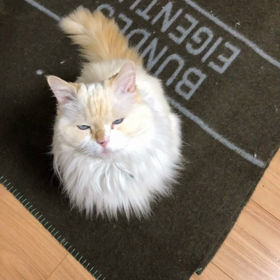 しいちゃん、ごきげんですの画像