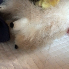 45日目 成長の画像