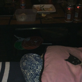 布団かぶって寝る鳥の画像