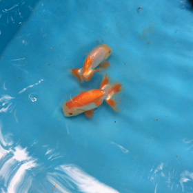 モーニング水換えの画像