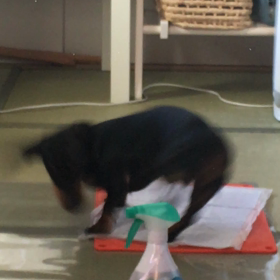 高速回転（笑）の画像