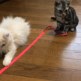 仔猫のつな引きの画像