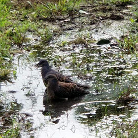 鳩の長風呂の画像