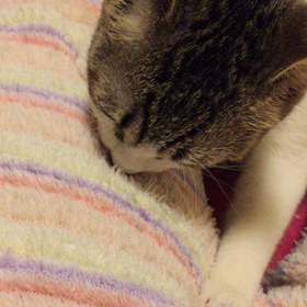 わたしの最高の癒しの画像