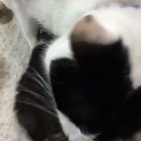 蘭丸が息子の排泄のお手伝い‼️の画像