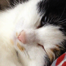 夢みてる？の画像