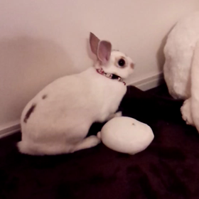 暴走あずきの画像