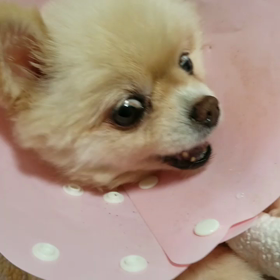 はなちゃんの面会。の画像