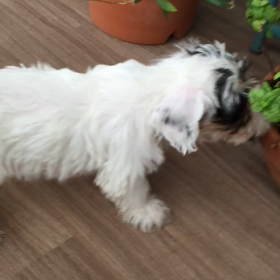 Ｍｉｎｔの画像