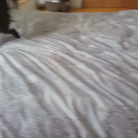 ぱぱちゃんとお留守番の画像