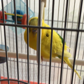 あと35日で東京へ行きます。の画像