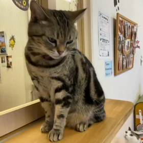 ネコミュケの画像