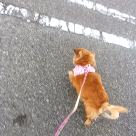 ロキちゃんの画像