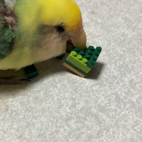 遊んでいます♪の画像